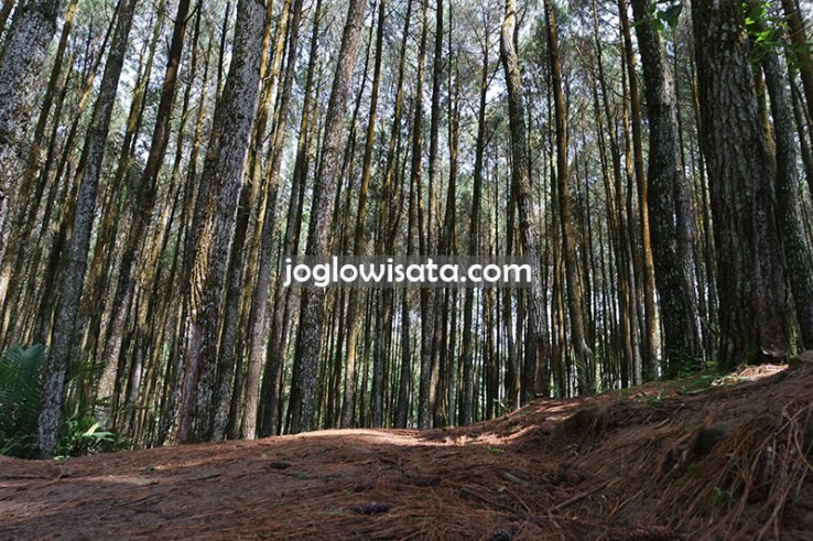 Hutan Pinus Asri Mangunan Tempat Spot Foto Cantik Murah Meriah