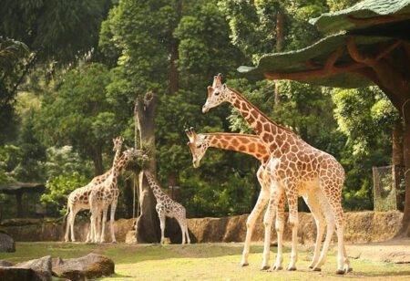 Taman Safari 